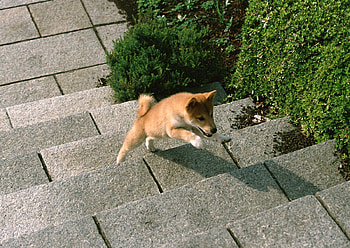 Animals, Dog, Puppy, Steps HD wallpaper