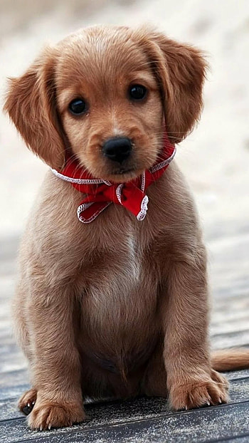 Cute Dog, Adorable, Dog HD phone wallpaper