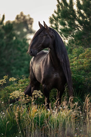A beautiful black horse standing amidst lush greenery and wildflowers outdoors. HD phone wallpaper