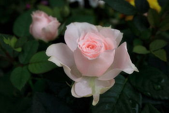 Pink Roses, Flowers, Leaves, Rose, Drops HD wallpaper