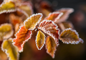 Leaves, Macro, Branch, Hoarfrost, Frost HD wallpaper