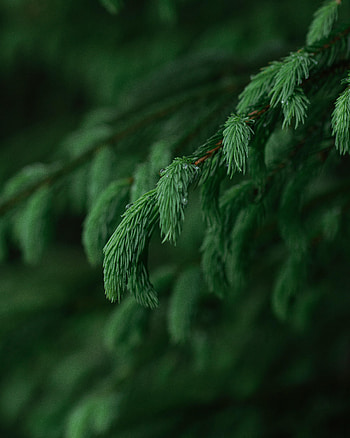 Needle, Macro, Blur, Smooth, Branch HD phone wallpaper
