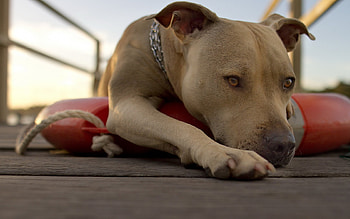 Animals, Dogs HD wallpaper