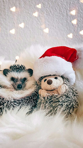 Cute Christmas, Cute Toys HD phone wallpaper