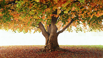 Autumn tree, Field, Park, Leaves, Tree HD wallpaper