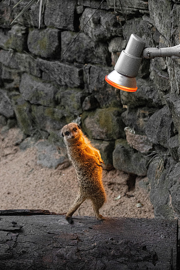 Funny, Animals, Lamp, Animal, Meerkat, Surikat HD phone wallpaper