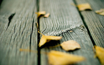 Background, Leaves HD wallpaper