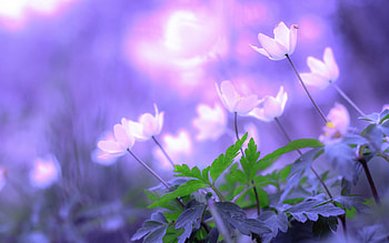 Outdoor Nature, beautiful, flowers, macro nature HD wallpaper