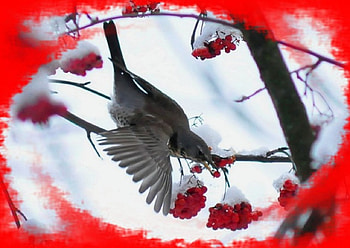 Beautiful Winter Bird, winter, animal, bird, snow, trees HD wallpaper
