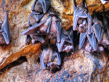 Geoffroy's rousette, Bats HD wallpaper