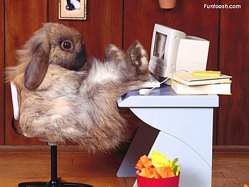 Computer Programmer, animal, , programmer, funny, computer HD wallpaper