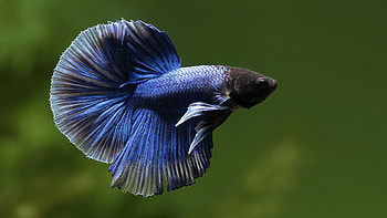 Tropical fish, , Oceanic wonder, Vibrant colors HD wallpaper