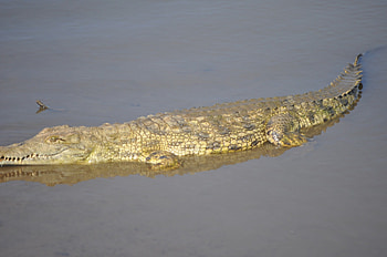 Waiting for Dinner, Death, Patient, Ambush, Crocodile HD wallpaper