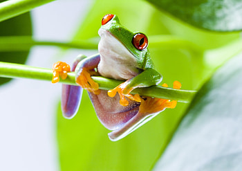 Spectacular amphibian, Vibrant red-eyed frog, Aesthetic , access HD wallpaper