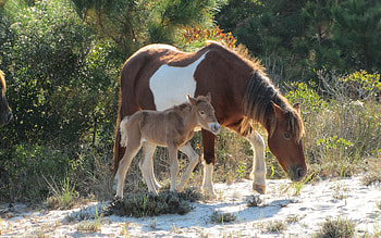 Horses, baby, foal, horse, animals, mother HD wallpaper