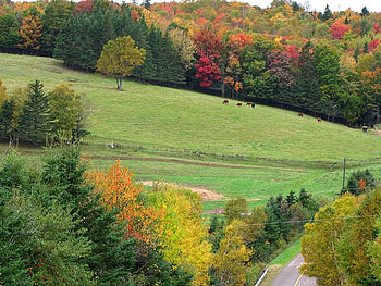 Beautiful Fields, trees, autumn, colors, field HD wallpaper