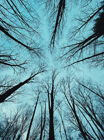 Nature, Trees, Forest, Bottom View HD phone wallpaper