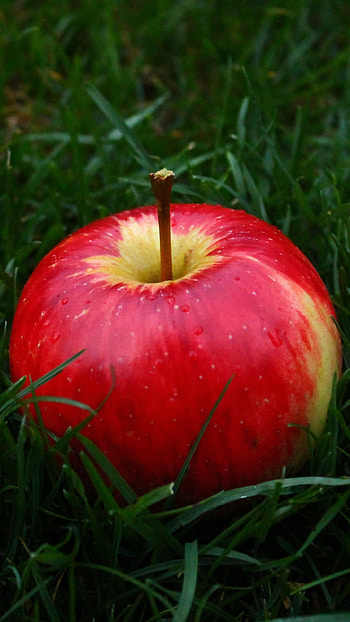 Apple fruit grass , Natural harmony, Serene setting, Lush greenery HD phone wallpaper