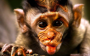 Monkey , & . HD wallpaper