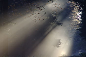 Sunlight filtering through forest creating a mystical ambiance with mist and shadows. HD wallpaper
