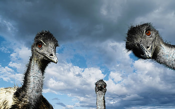 Is it Food?, clouds, sky, birds, fantasy HD wallpaper