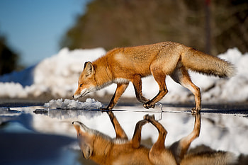 Fox, fox, animals, reflection HD wallpaper