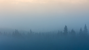 Mist, fog, forest, dawn, nature HD wallpaper