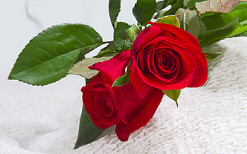 Plants, Flowers, Roses HD wallpaper