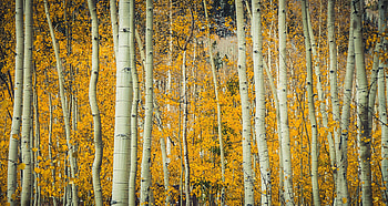 Aspen Trees, Inspiring graphy, stock , Nature's wonders HD wallpaper
