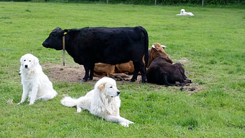Akbash Dog, Livestock guardian, Herdenschutzhund, Ag herdenschutzhunde HD wallpaper
