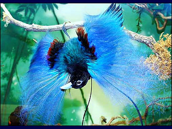 Amazing Bird, beautiful, amazing, bird HD wallpaper