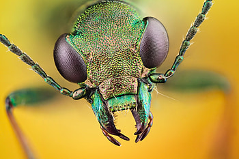 Elaphrus Viridis, Insects HD wallpaper
