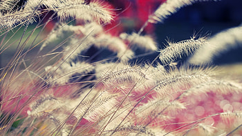 Awesome Nature, pink, white, field, beautiful, nature, grass HD wallpaper
