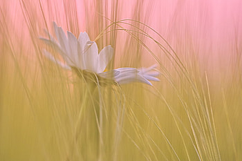 Touch Me, grass, color, daisy, flower HD wallpaper