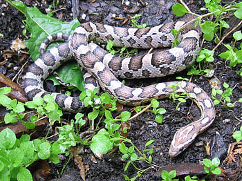 CORN SNAKE, REPTILE, SNAKE, SCALES HD wallpaper