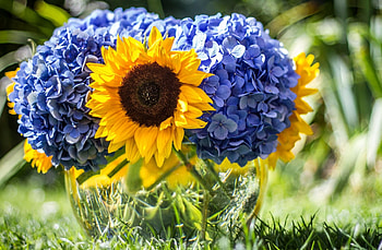 Flowers, Close-Up, Vase, Sunflower, Sharpness, Hydrangeas HD wallpaper