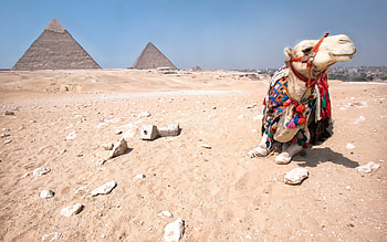 Giza pyramid complex, Camels HD wallpaper