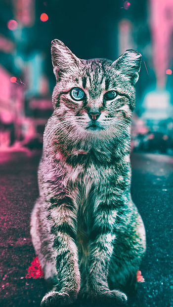 Neon Street Cat, road, light, Animal, cat HD phone wallpaper
