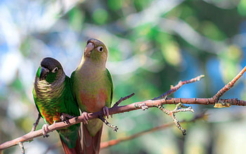 Animals, Birds, Parrots, Sit, Branches, Color HD wallpaper