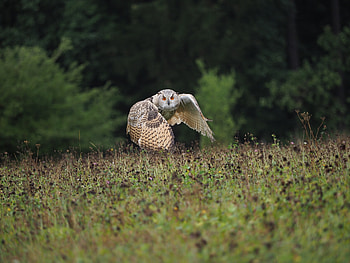 Animals, Owl, Bird, Predator, Flight, Wildlife, Wings, Wave, Sweep HD wallpaper