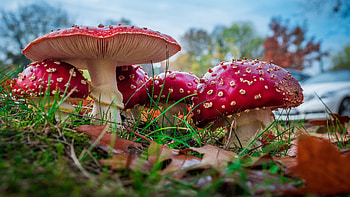 Amanita Mushrooms, nature, graphy, mushroom, amanita HD wallpaper
