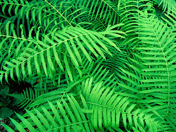 Plants, Leaves, Ferns HD wallpaper