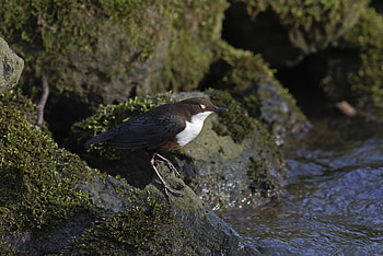 Animals, Sea, Rock, Bird, Stone HD wallpaper