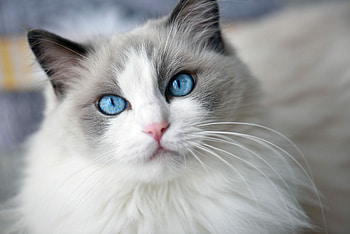 Whiskers, Ragdoll HD wallpaper