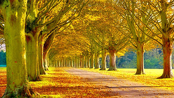 Awesome Nature Mobile - http://www.mobile.us/awesome HD wallpaper