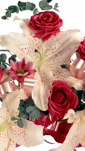 lily rose flowers 6 HD phone wallpaper