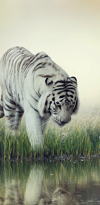 Tiger 2022, Holiday, Animal, White HD phone wallpaper