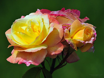 Beautiful Roses, pink, buds, roses, petals, yellow, nature, flowers HD wallpaper