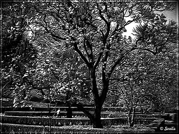 TREE, white, black, city, nature HD wallpaper