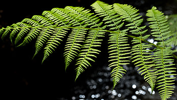 Green Fern Leaves Macro Tree Branches Dark Background graphy HD wallpaper